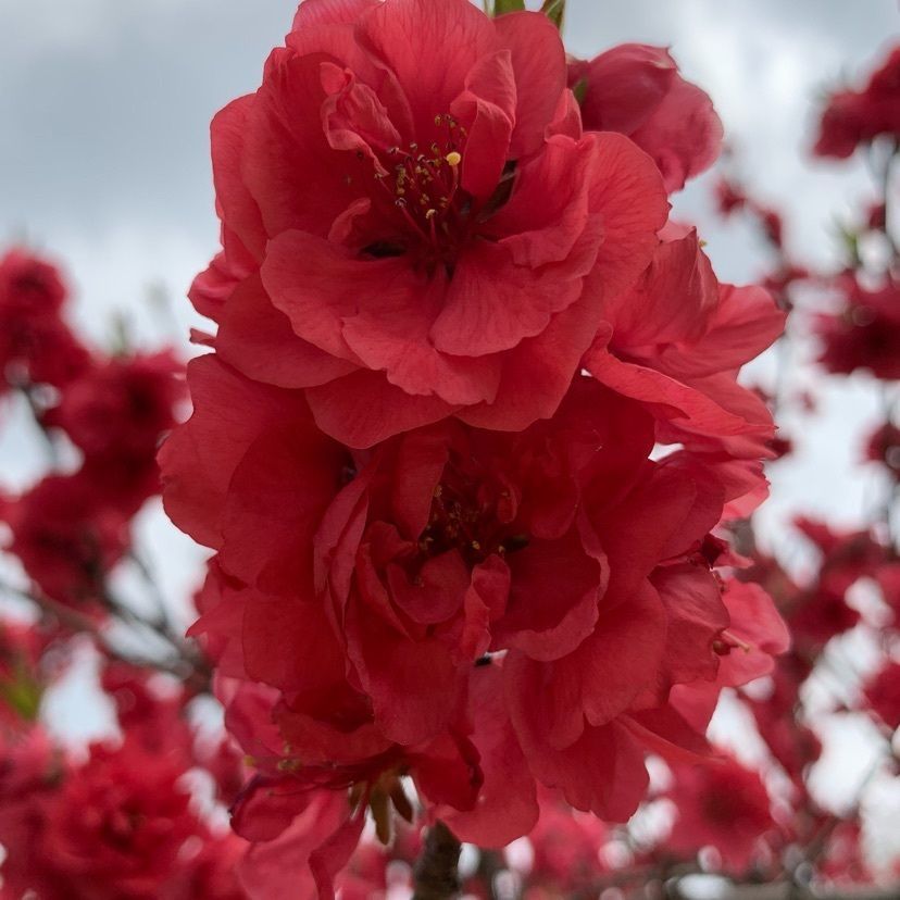 月川温泉の花桃（花桃の里）