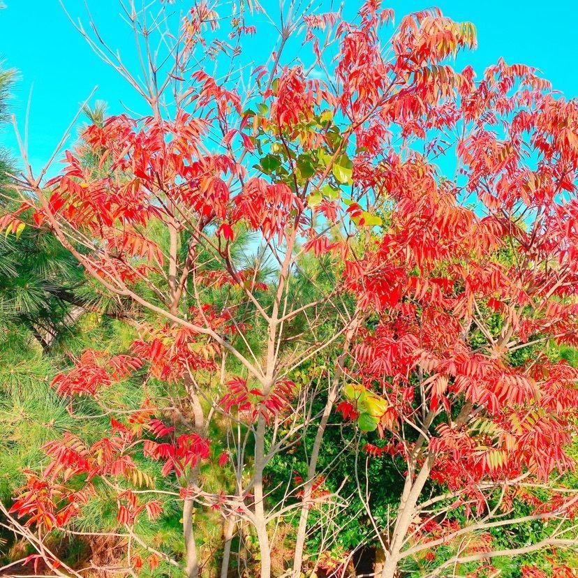 鳥取砂丘リフト