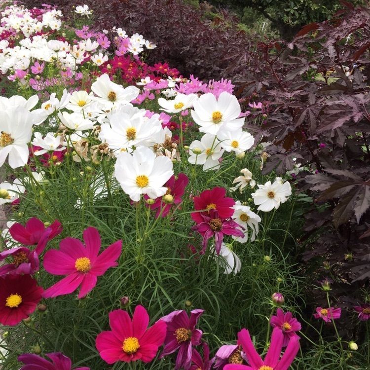 やまぐちフラワーランド