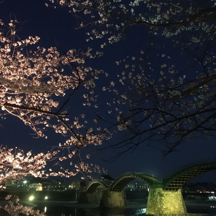 吉香公園・錦帯橋／さくら