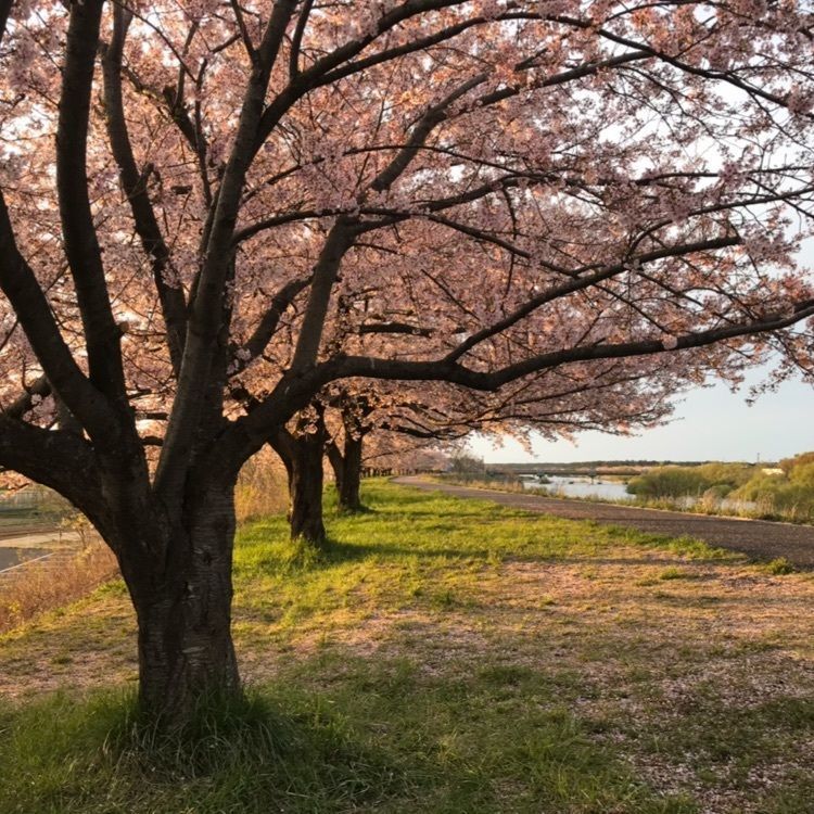 加治川治水記念公園・加治川堤の桜