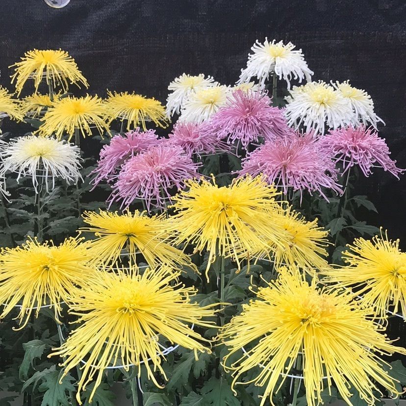 宗像大社(辺津宮)