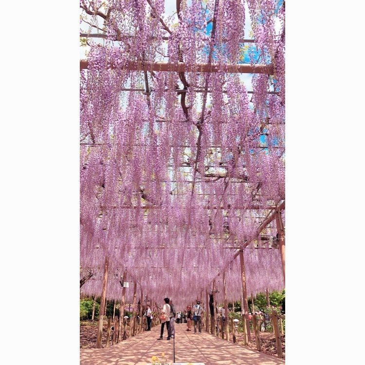 曼陀羅寺公園の藤