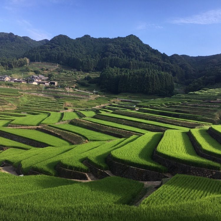 鬼木棚田（日本の棚田百選）
