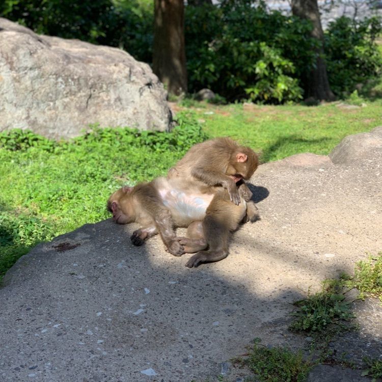 高崎山自然動物園
