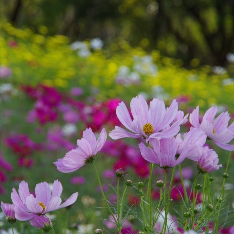 国営木曽三川公園・木曽三川公園センター