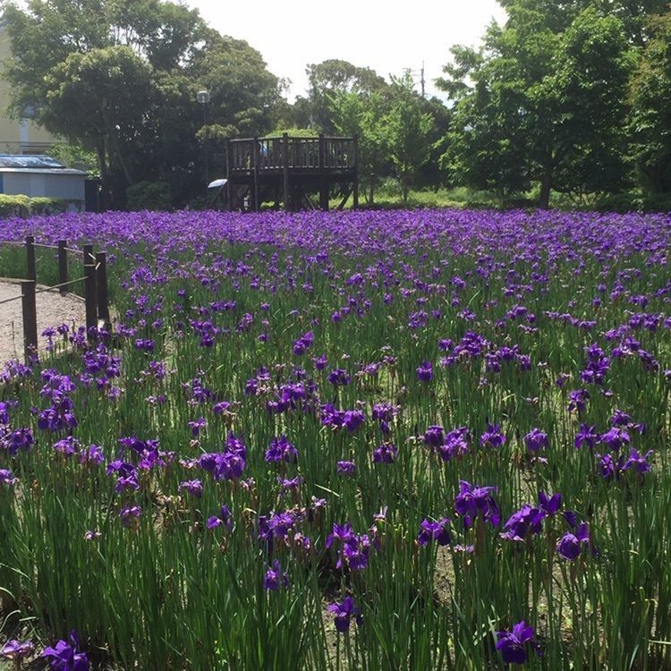 早水公園のアヤメ