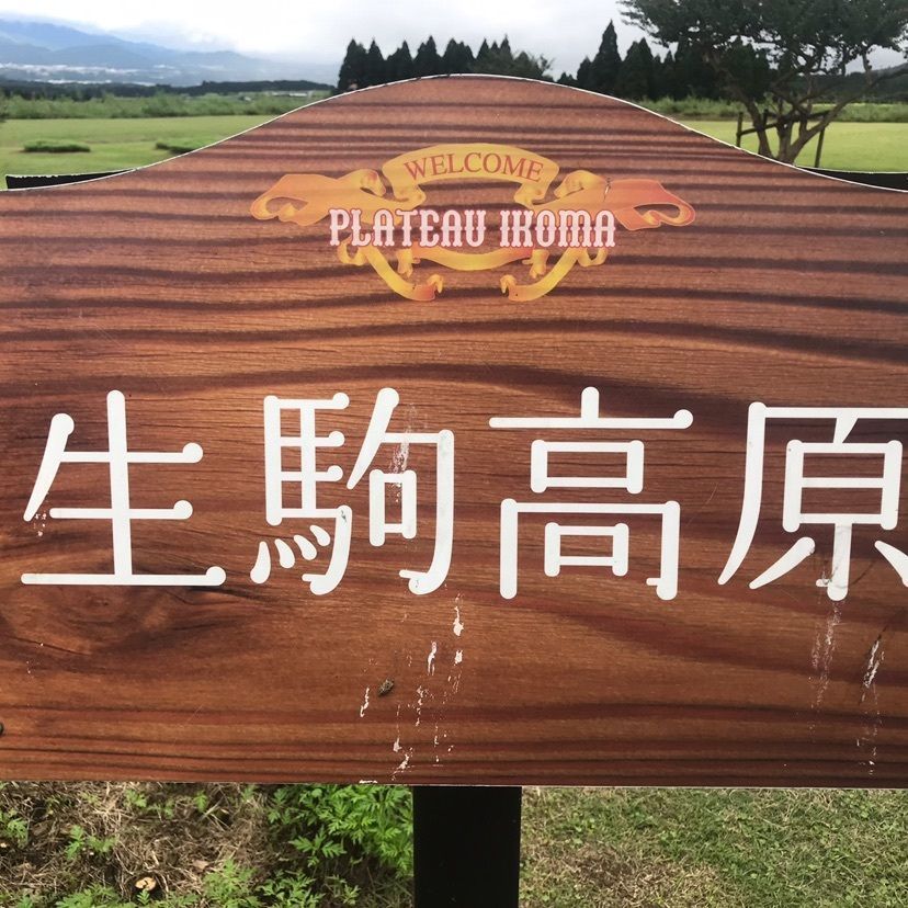 生駒高原のコスモス