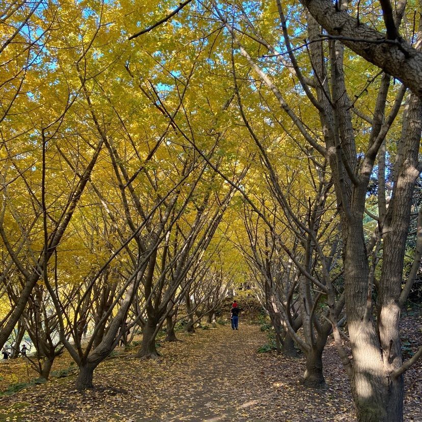 たるみず千本イチョウ