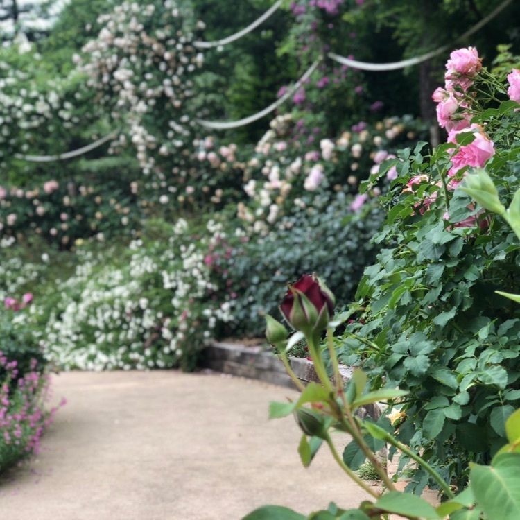 レッドヒルヒーサーの森