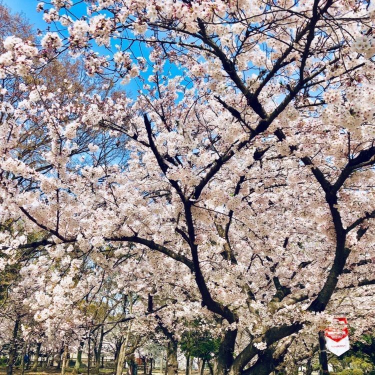 長居公園 住之江 その他 Aumo アウモ