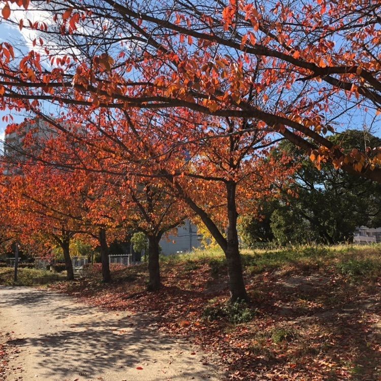 扇町公園(大阪府大阪市)