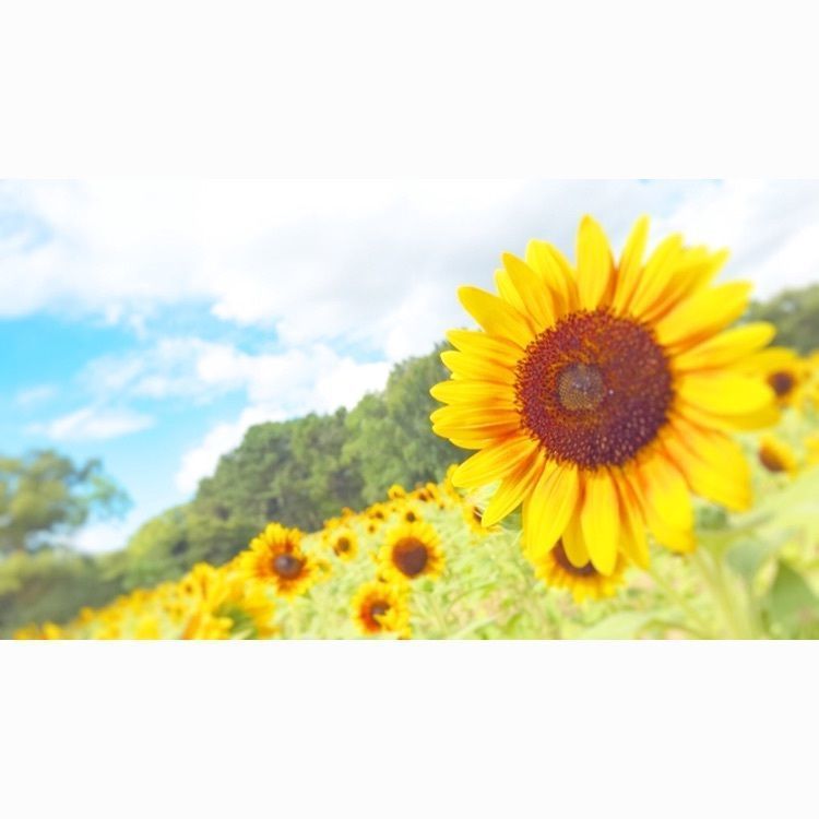 自然文化園（万博記念公園）