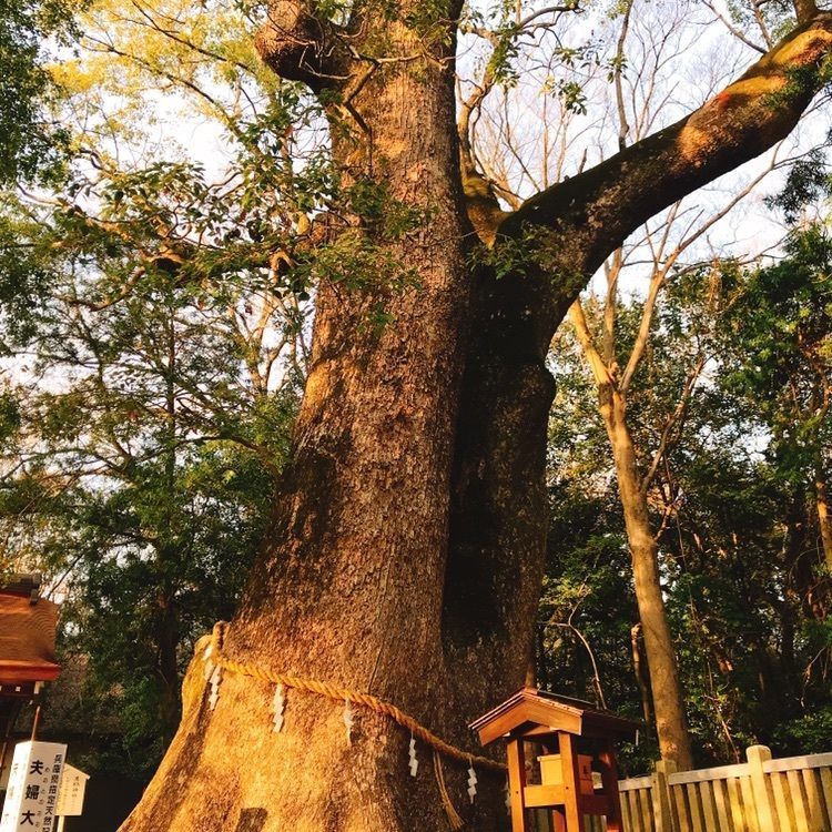 伊弉諾神宮の夫婦楠