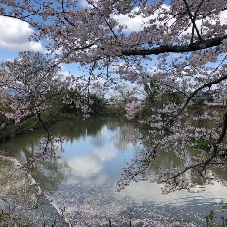 篠山城跡の桜