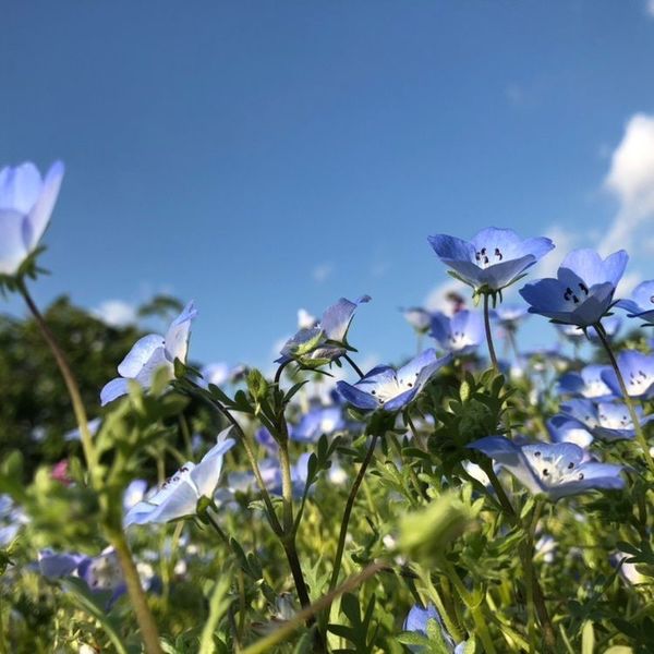 国営昭和記念公園