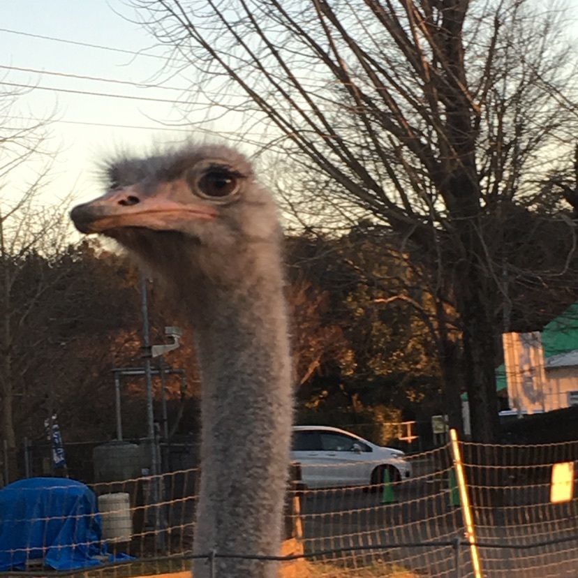 ダチョウ王国観光牧場 石岡ファーム