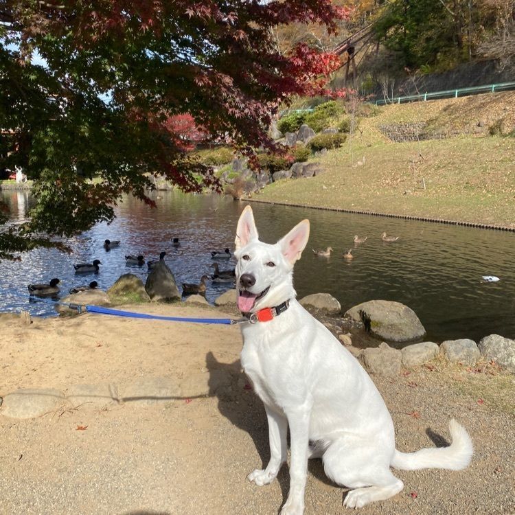 道の駅 南きよさと