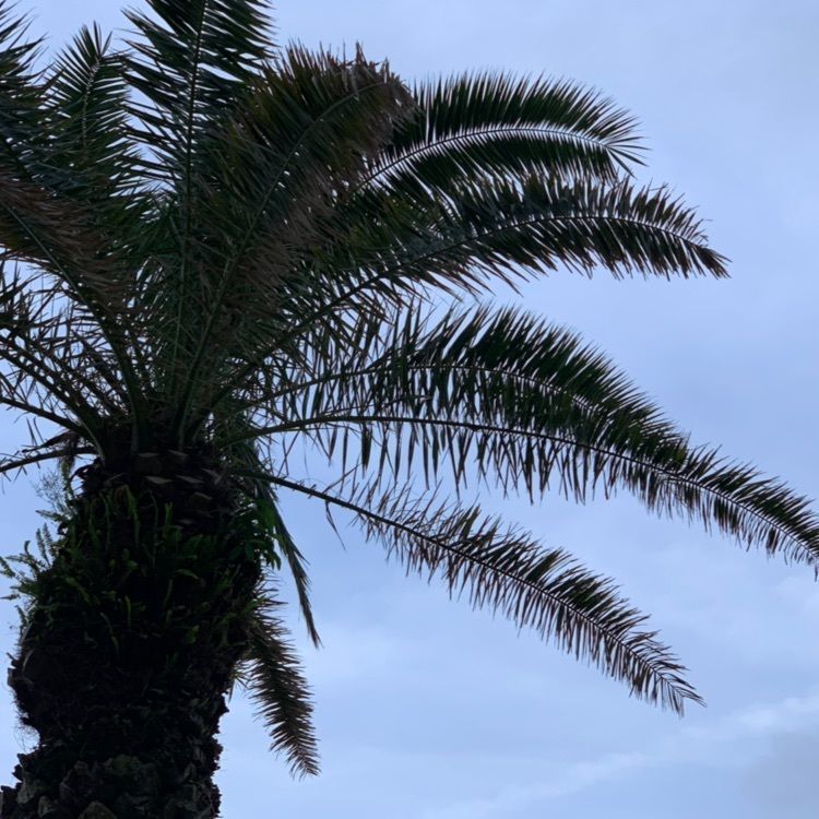 道の駅 フェニックス