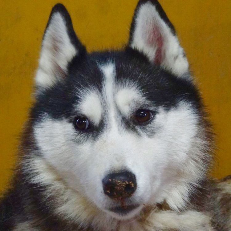 土田牧場 ミルクハウス(ツチダボクジョウ ミルクハウス)