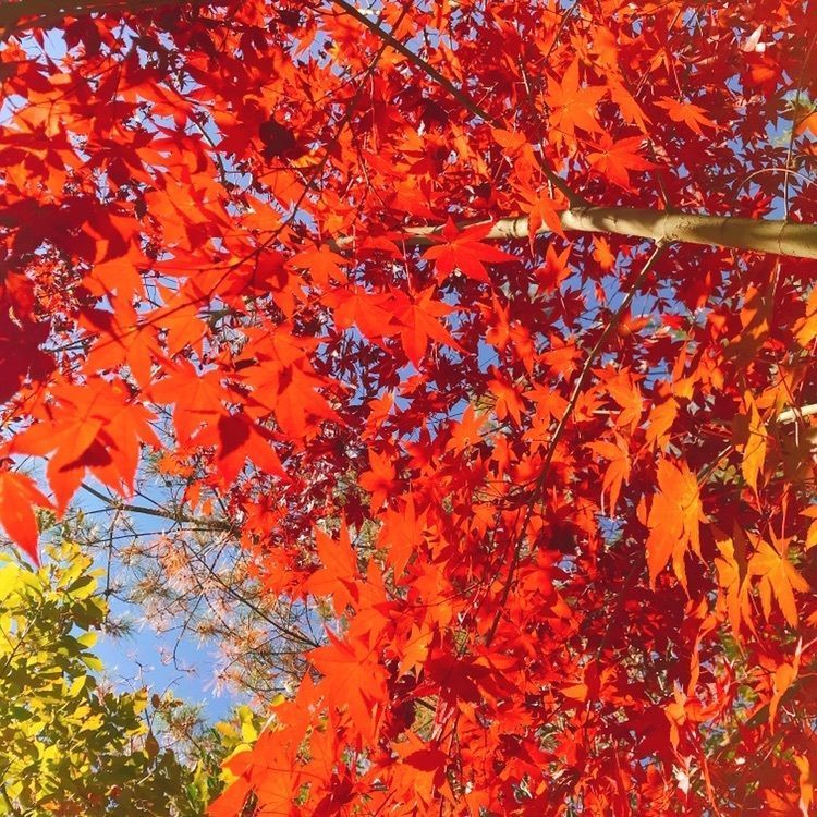 農村料理の店 もくもく