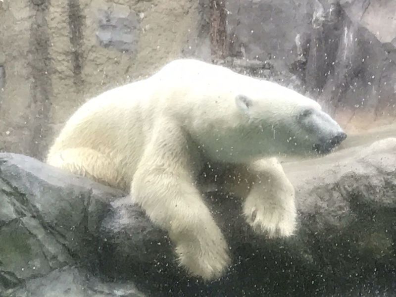 旭川市旭山動物園