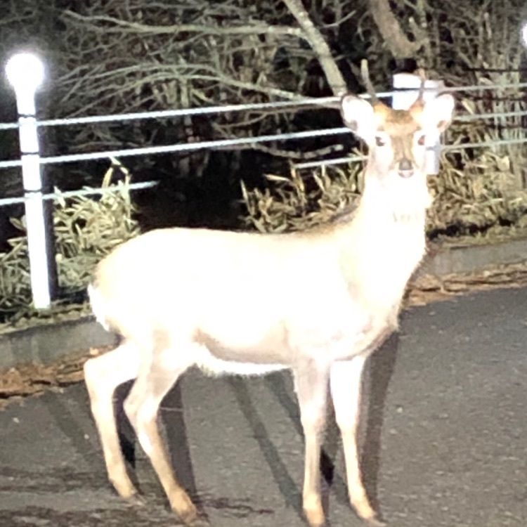 大江戸温泉物語　日光霧降
