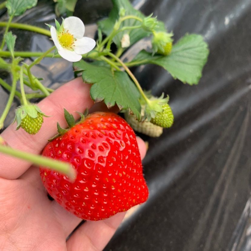 JAはが野益子観光 いちご団地