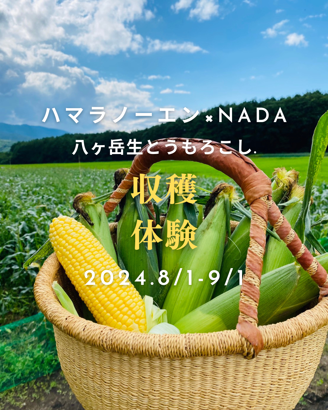 最新情報画像