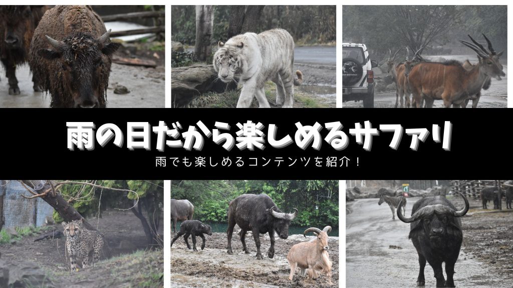 最新情報画像