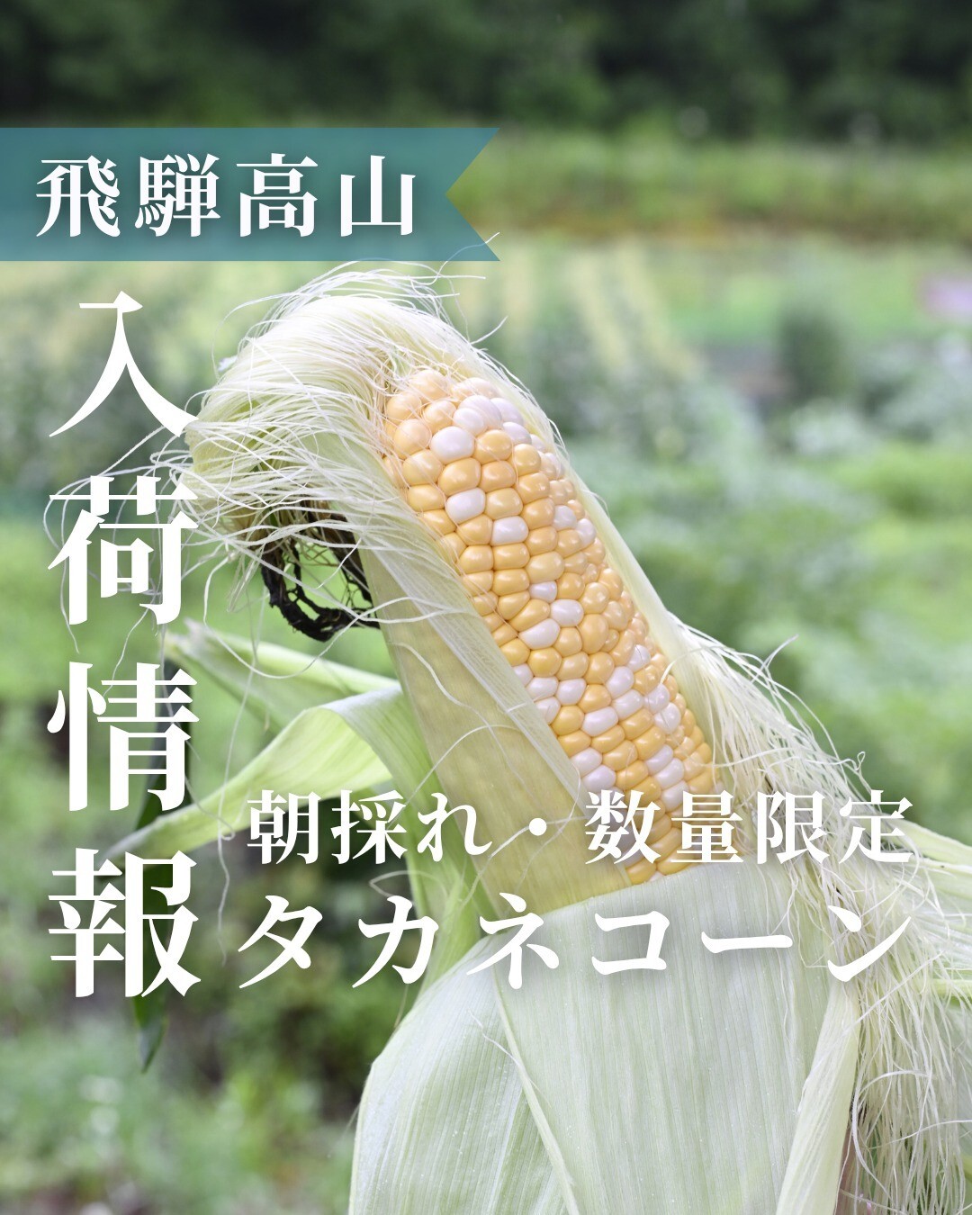 最新情報画像