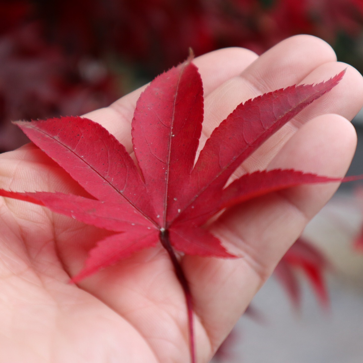 最新情報画像