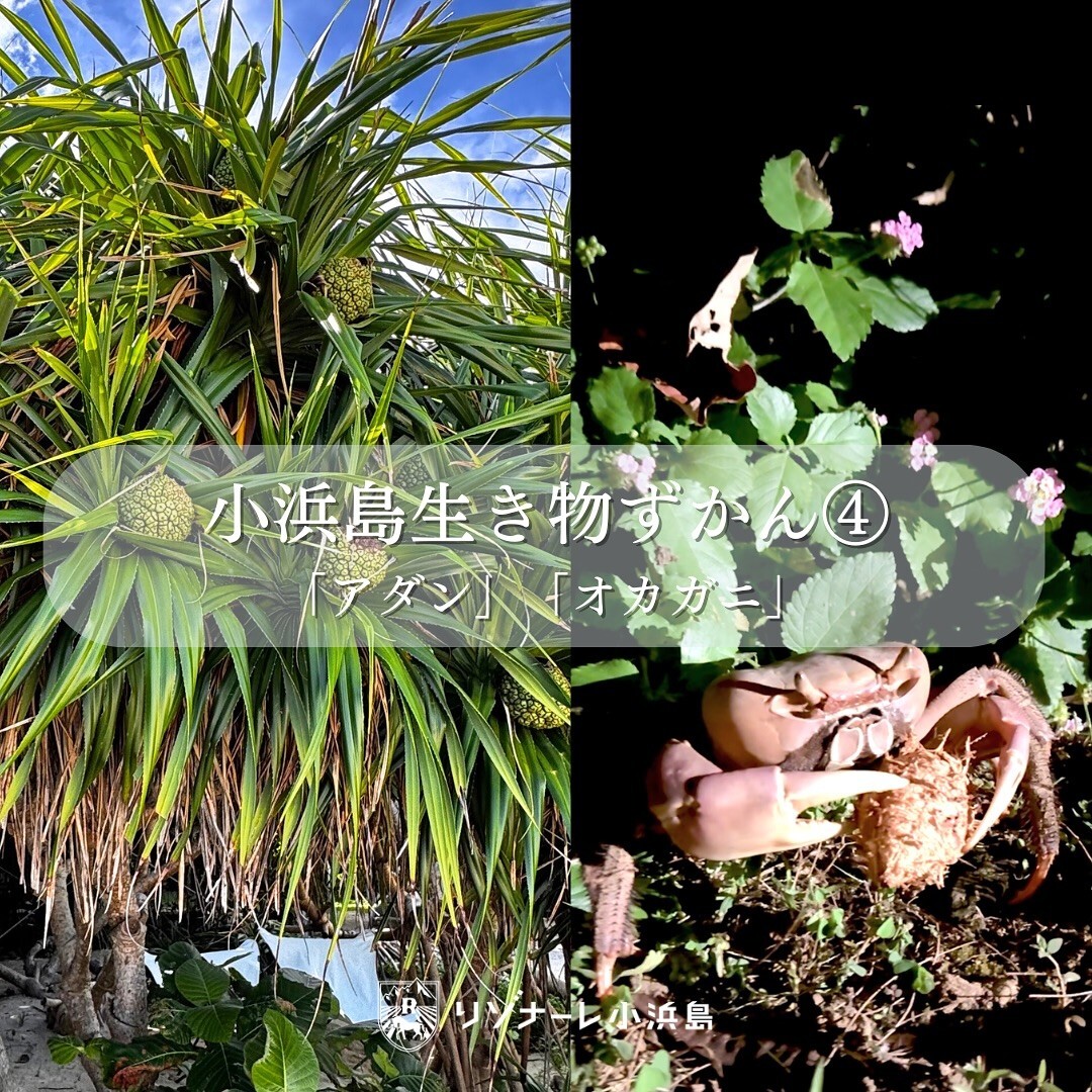 最新情報画像