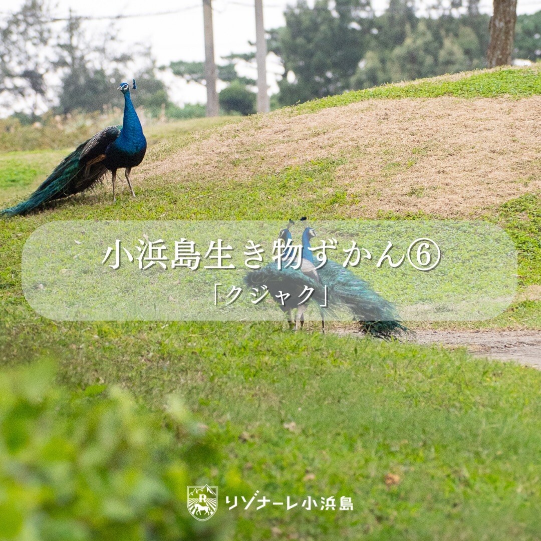 最新情報画像