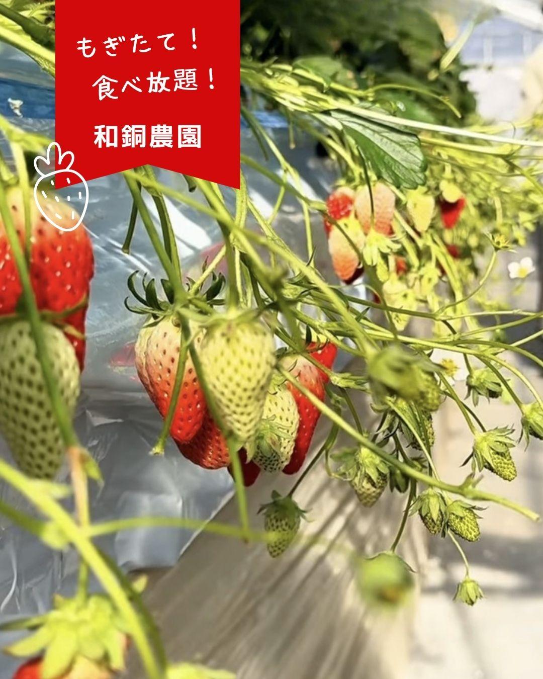 最新情報画像
