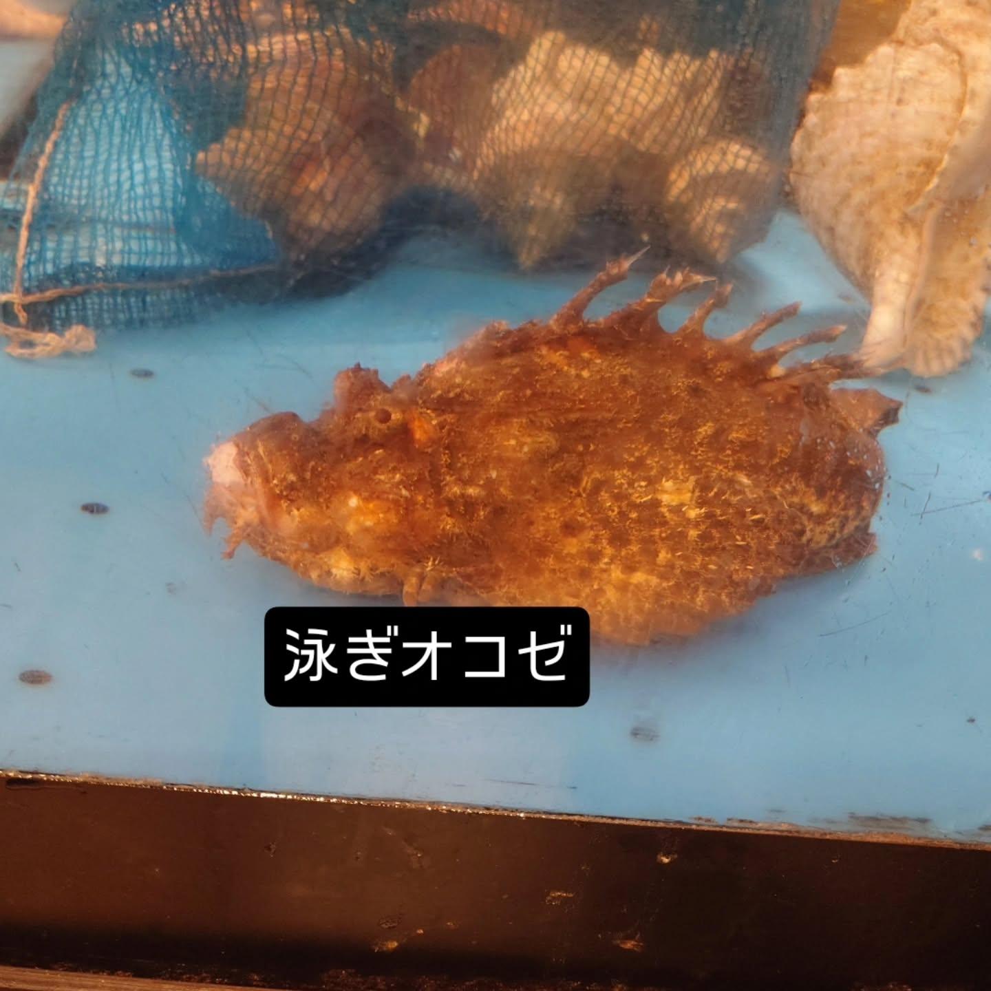 最新情報画像