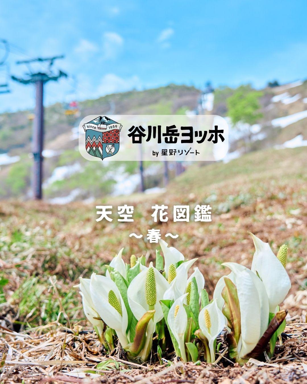 最新情報画像
