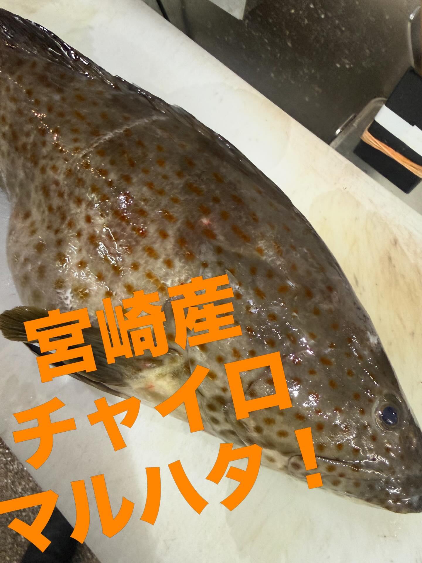 最新情報画像