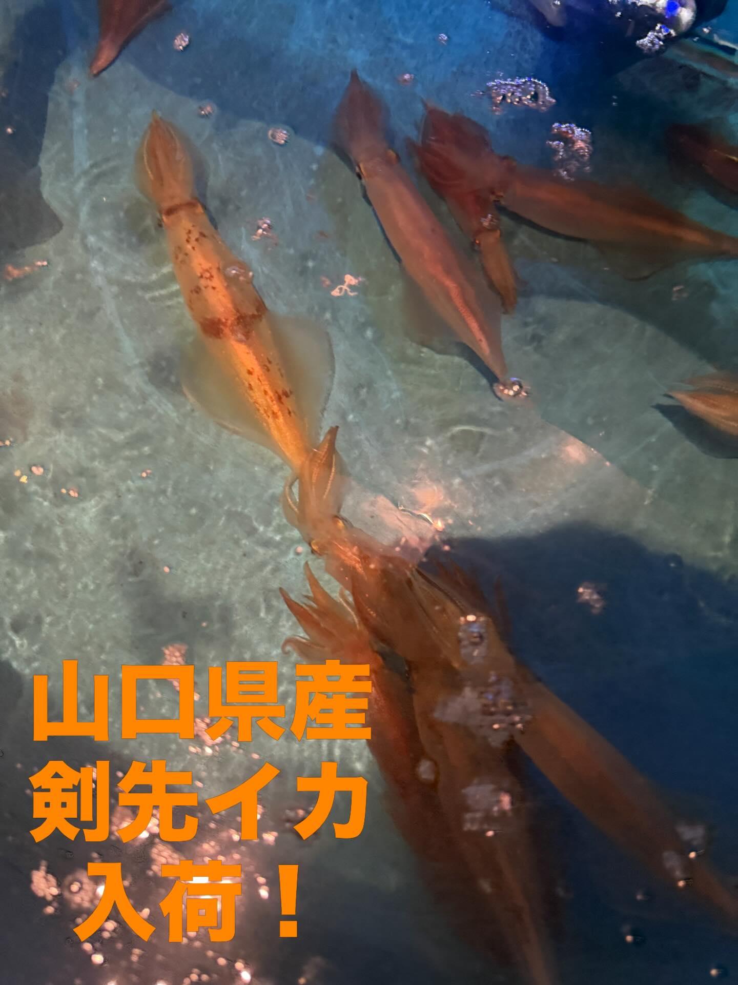 最新情報画像