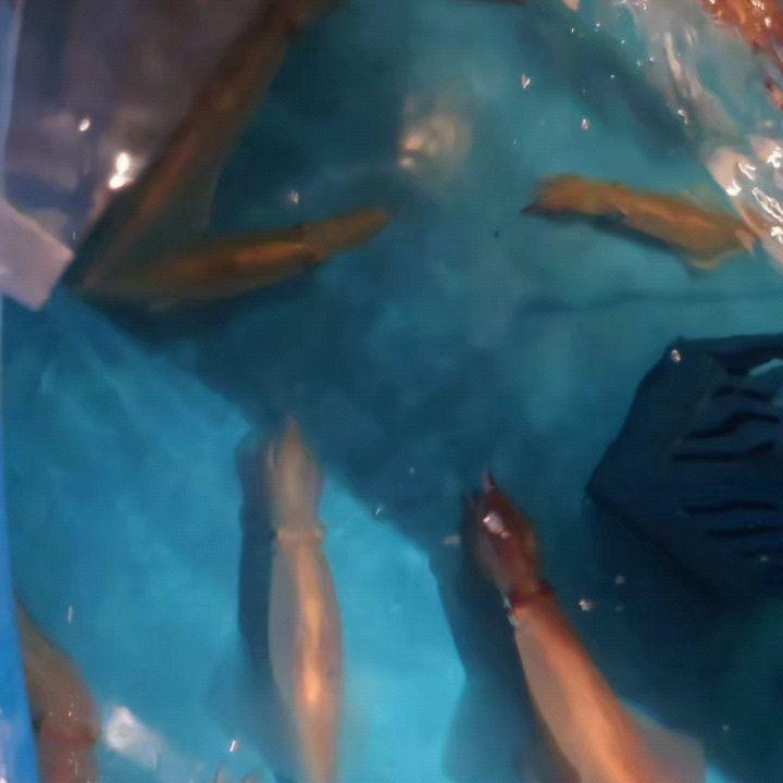 最新情報画像