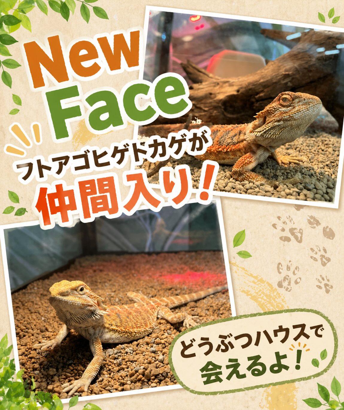 最新情報画像