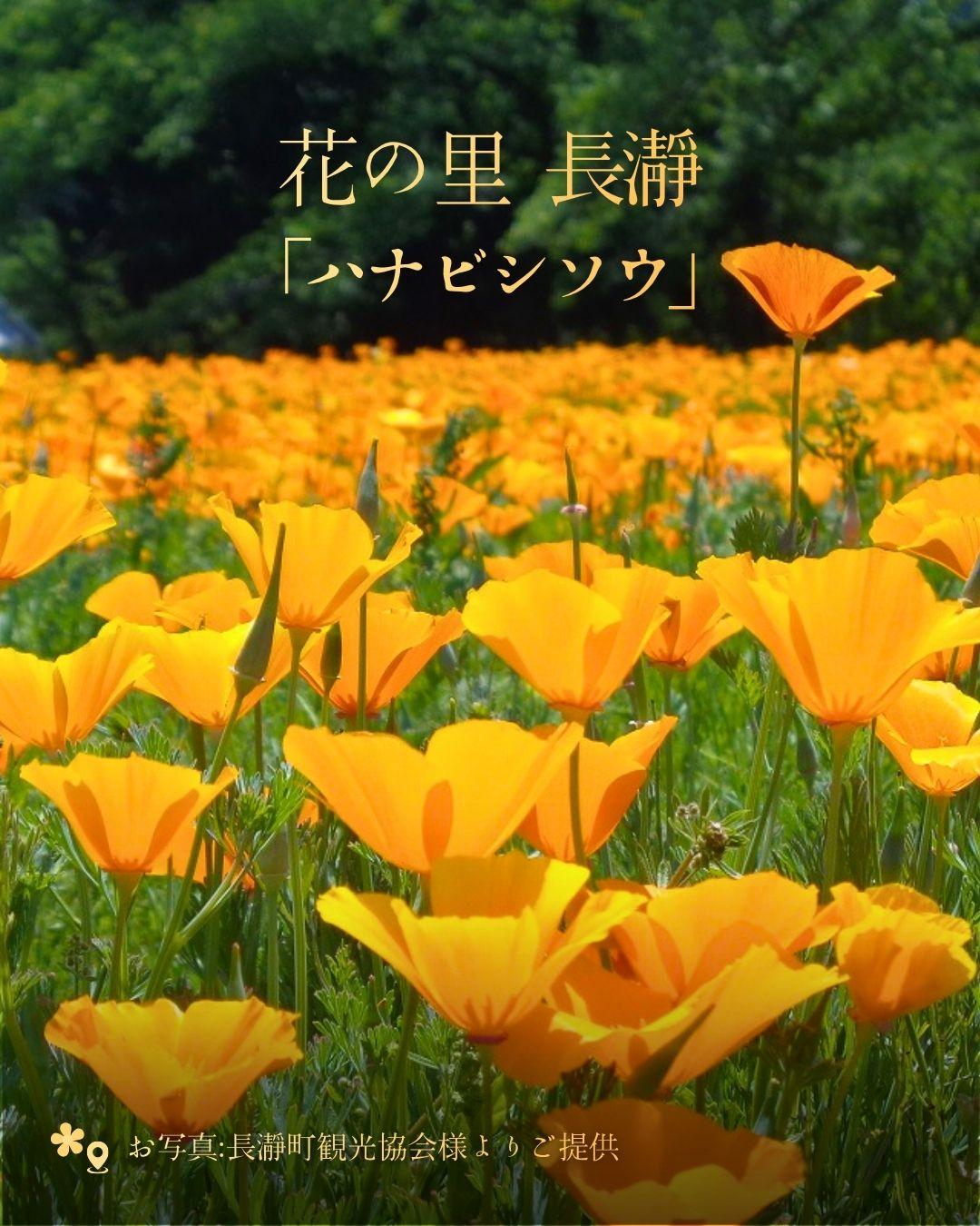 最新情報画像