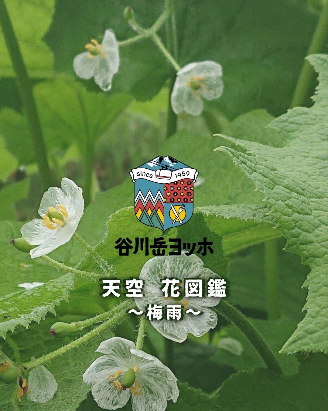 最新情報画像