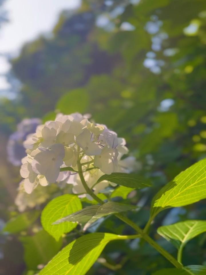 最新情報画像