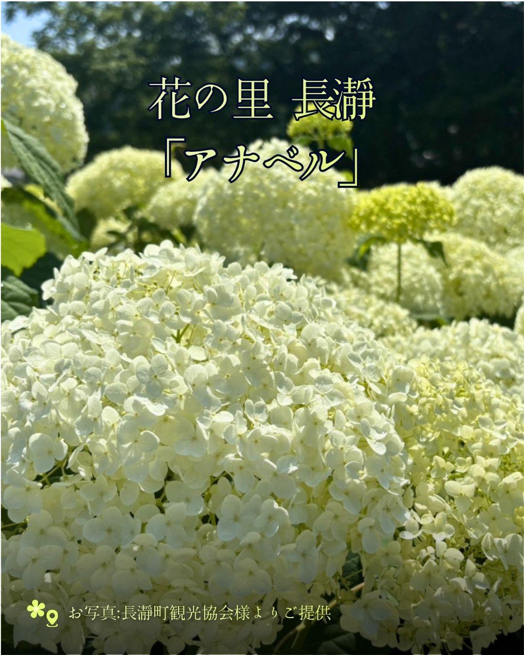 最新情報画像