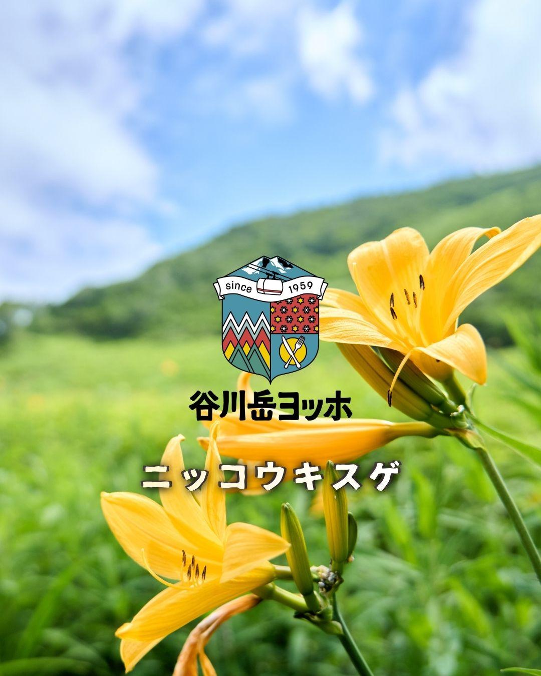 最新情報画像