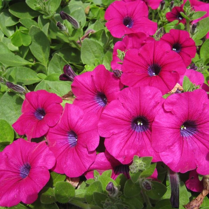 Naho