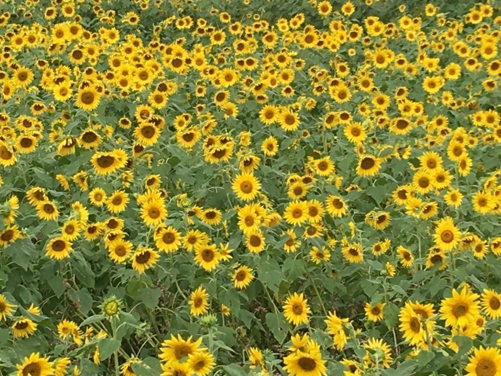 テツ