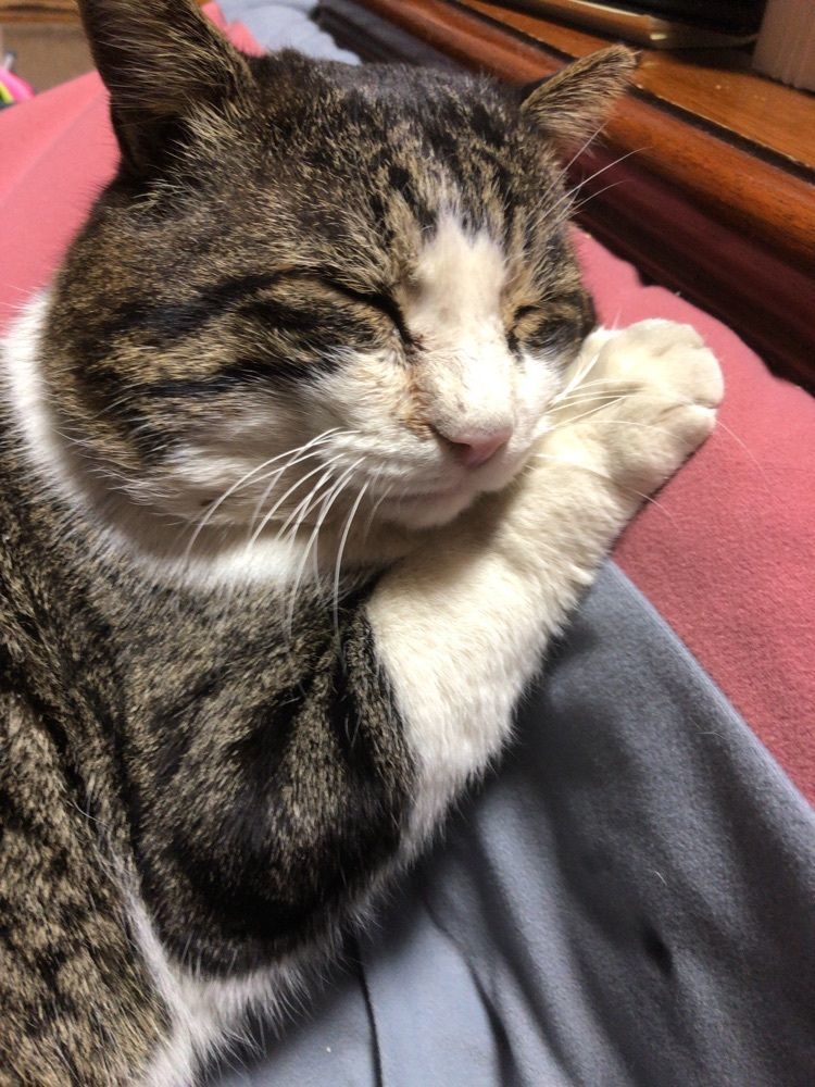 てん