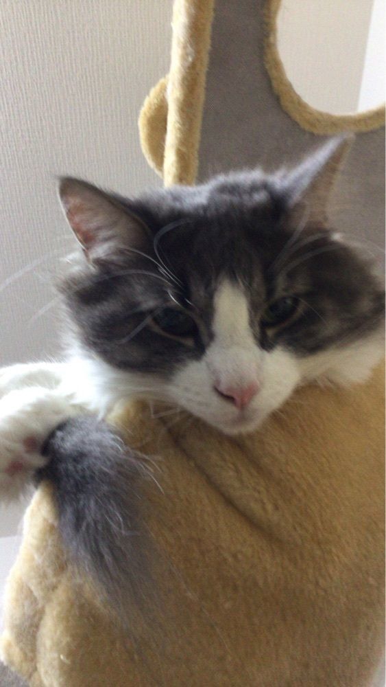 ヒロキング